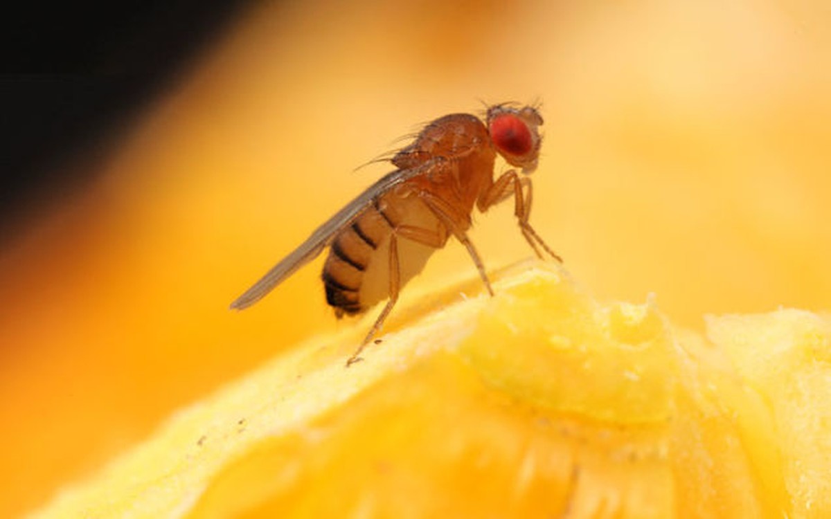 Bananenschalen an den Fensterbrettern – warum Fliegen sofort verschwinden - image 2