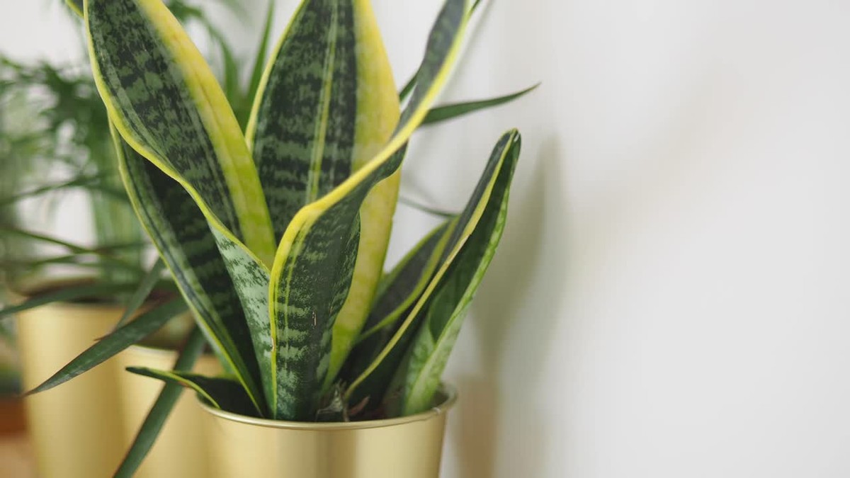 Diese 3 Pflanzen reinigen dein Schlafzimmer nachts – völlig kostenlos