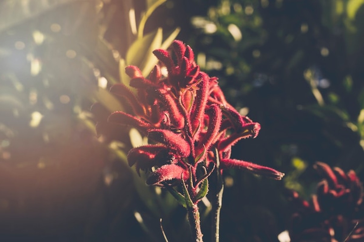 Diese 5 Zimmerpflanzen überleben auch dunkle Ecken in deiner Wohnung - image 2