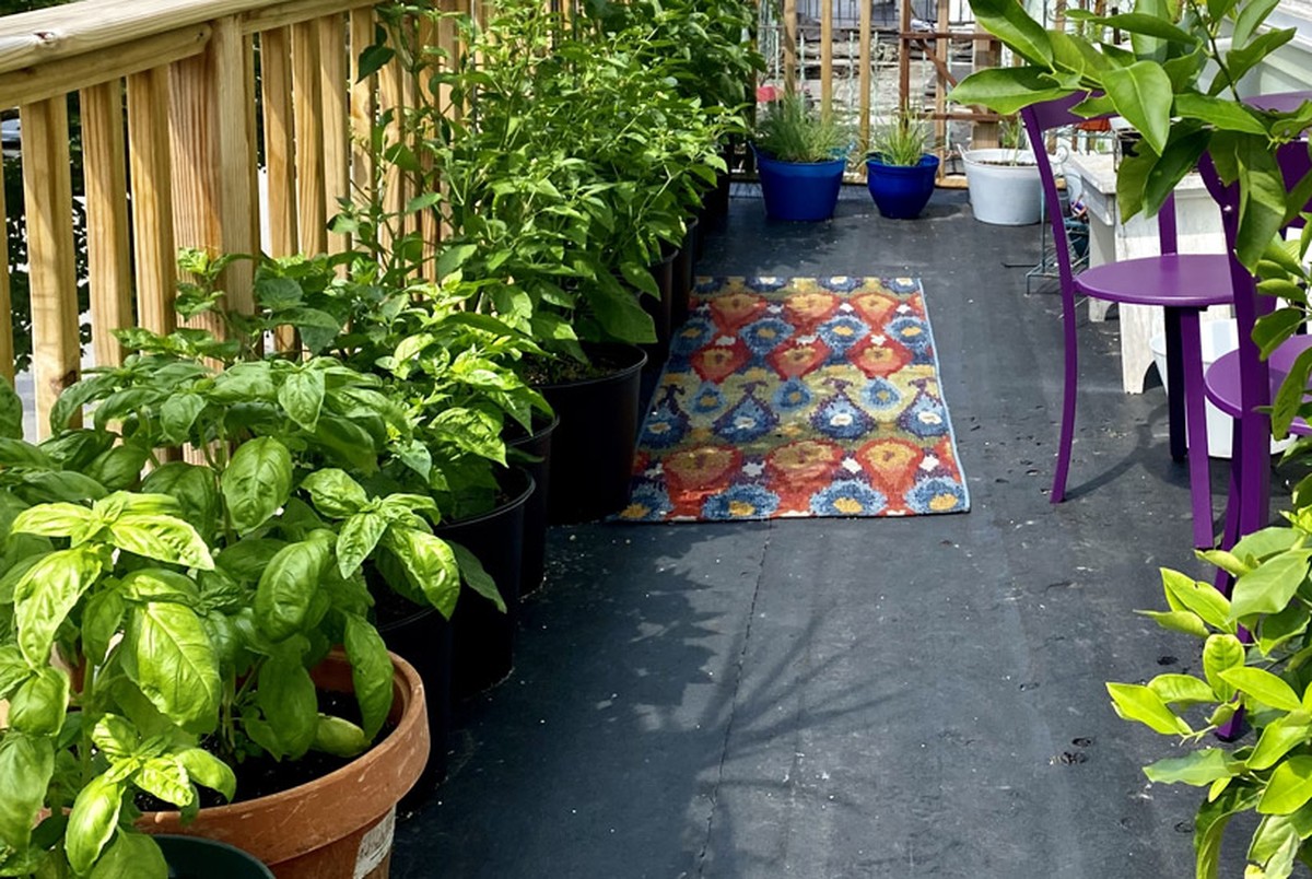 Kaffeesatz auf dem Balkon: Wie du Schnecken für immer vertreibst - image 1