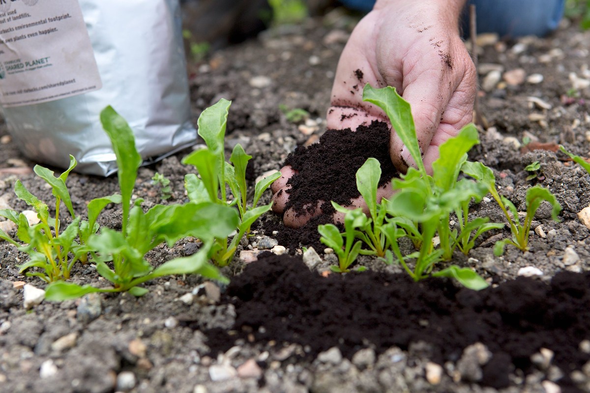 Kaffeesatz in der Blumenerde: Der Trick gegen trockene Zimmerpflanzen