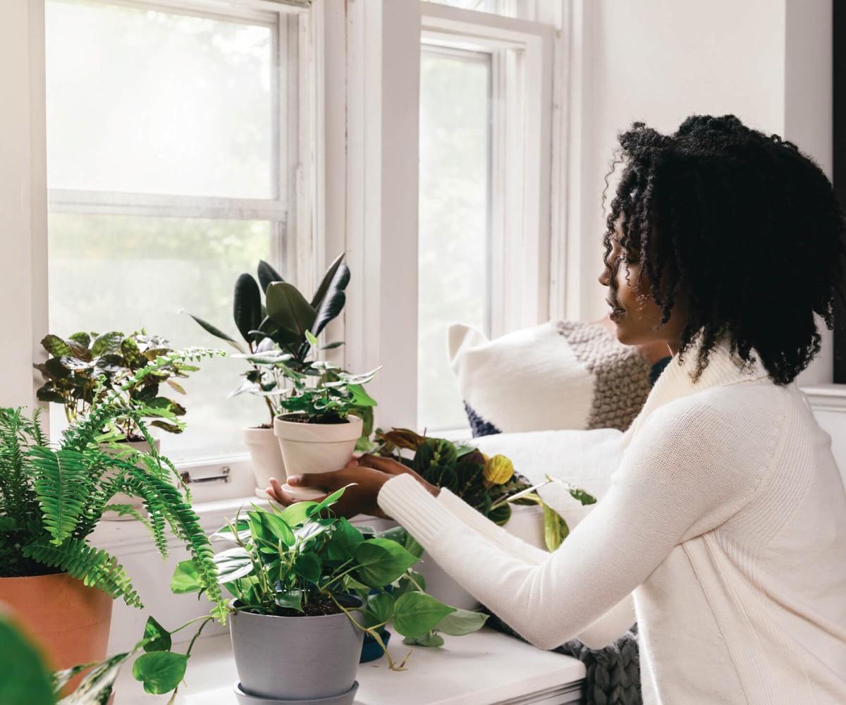 Kaffeesatz in der Blumenerde: Der Trick gegen trockene Zimmerpflanzen - image 2