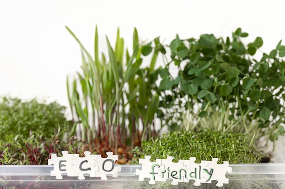 Mikrogrün auf der Fensterbank: Warum Deutsche jetzt diese Trend-Pflanze lieben - image 1