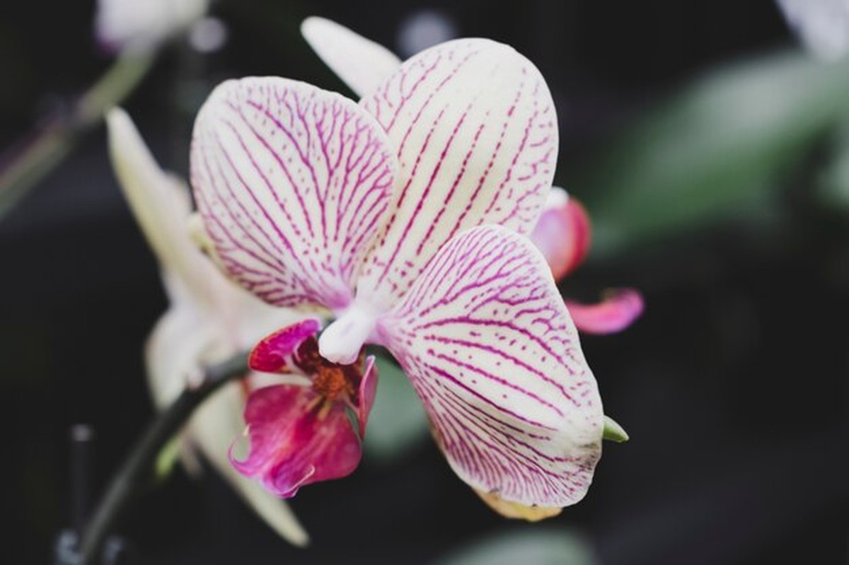 Orchideen im Winter: Der geheime Trick gegen trockene Heizungsluft