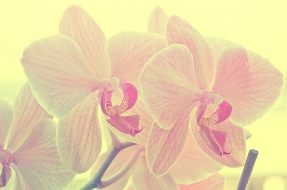 Orchideen im Winter: Der geheime Trick gegen trockene Heizungsluft - image 1