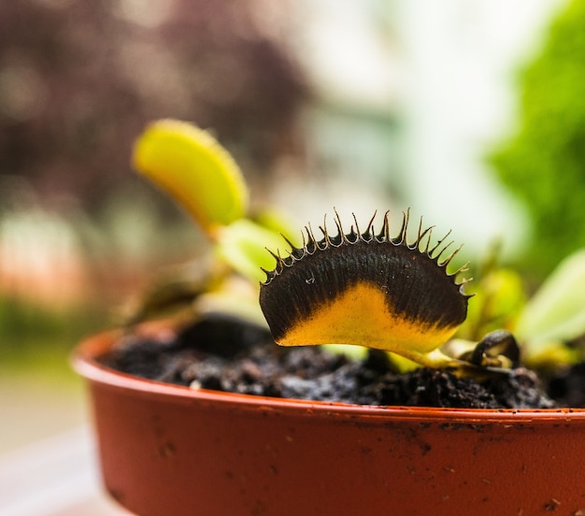 Warum Ihre Winterpflanzen jetzt eingehen und wie Sie sie retten - image 1