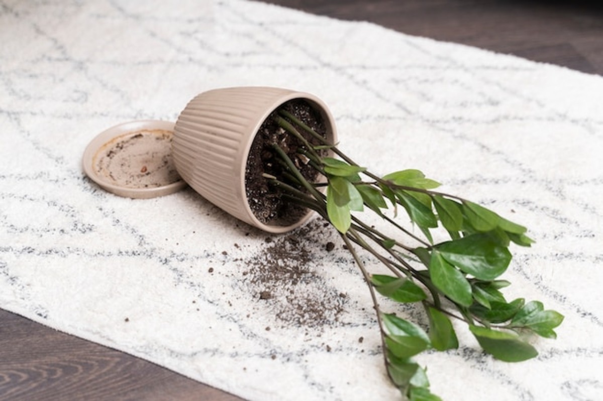 Warum Ihre Zimmerpflanzen im Dezember sterben