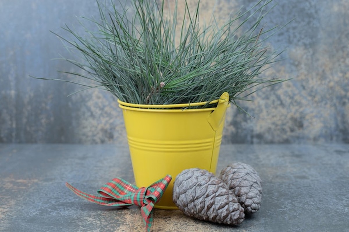 Zimmerpflanzen im Dezember: Der Fehler, den fast alle machen