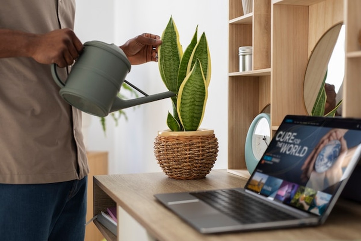 Zimmerpflanzen im Dezember: Der Fehler, den fast alle machen - image 1