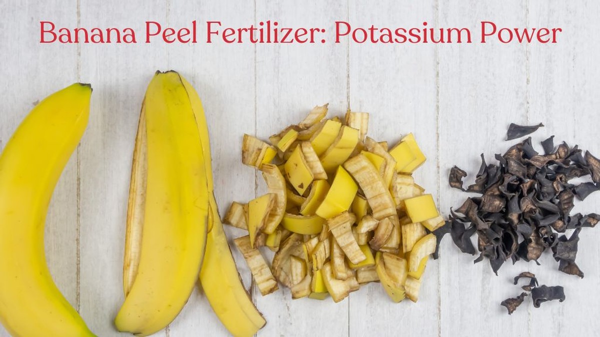 Bananenschalen als Pflanzendünger: Die chemische Wahrheit dahinter