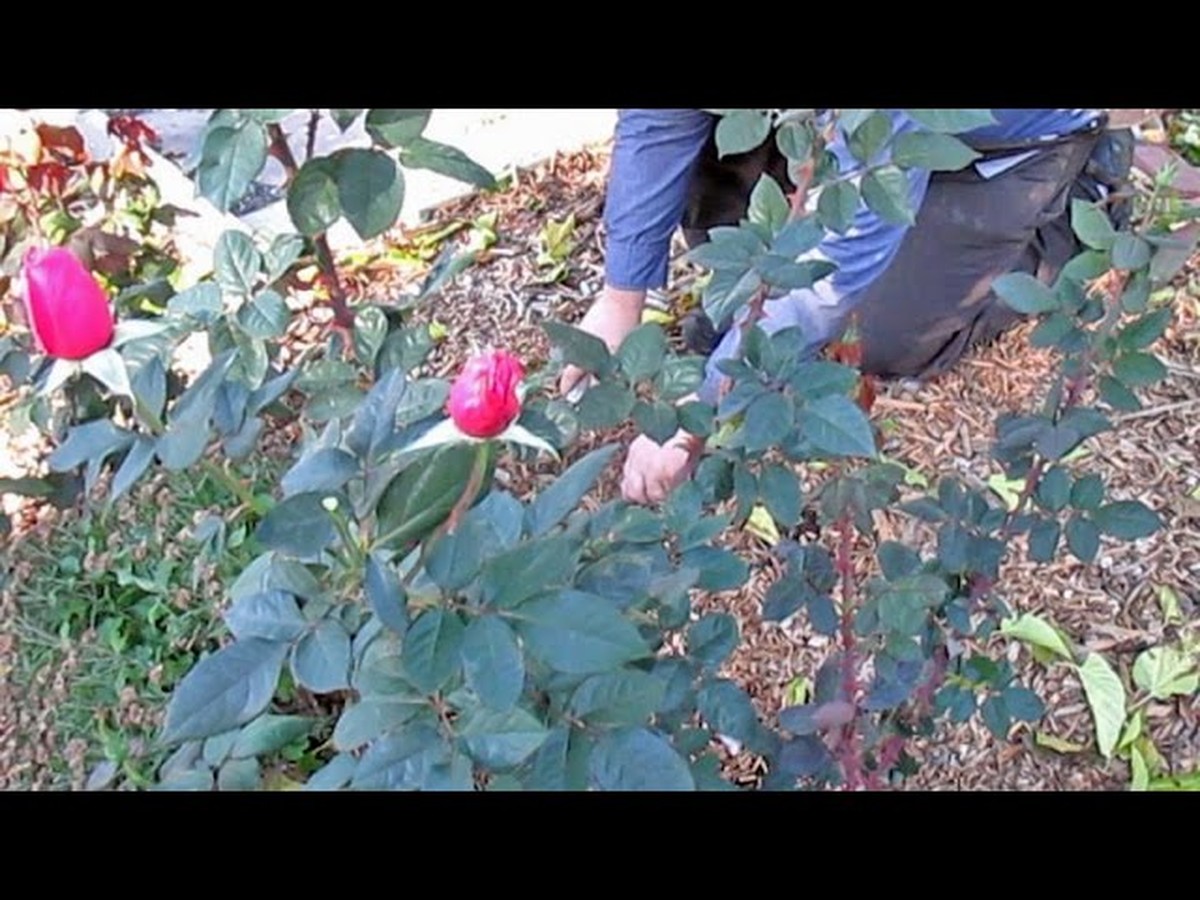 Gärtnern enthüllt: Darum pflanzen Profis Knoblauch neben Rosen