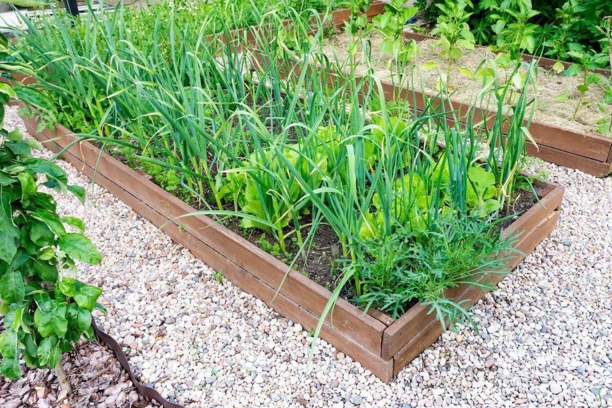 Gärtnern enthüllt: Darum pflanzen Profis Knoblauch neben Rosen - image 1