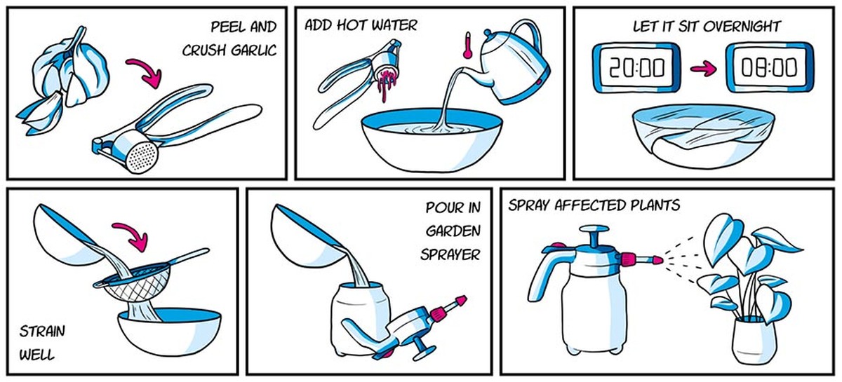 Gärtnern enthüllt: Darum pflanzen Profis Knoblauch neben Rosen - image 2