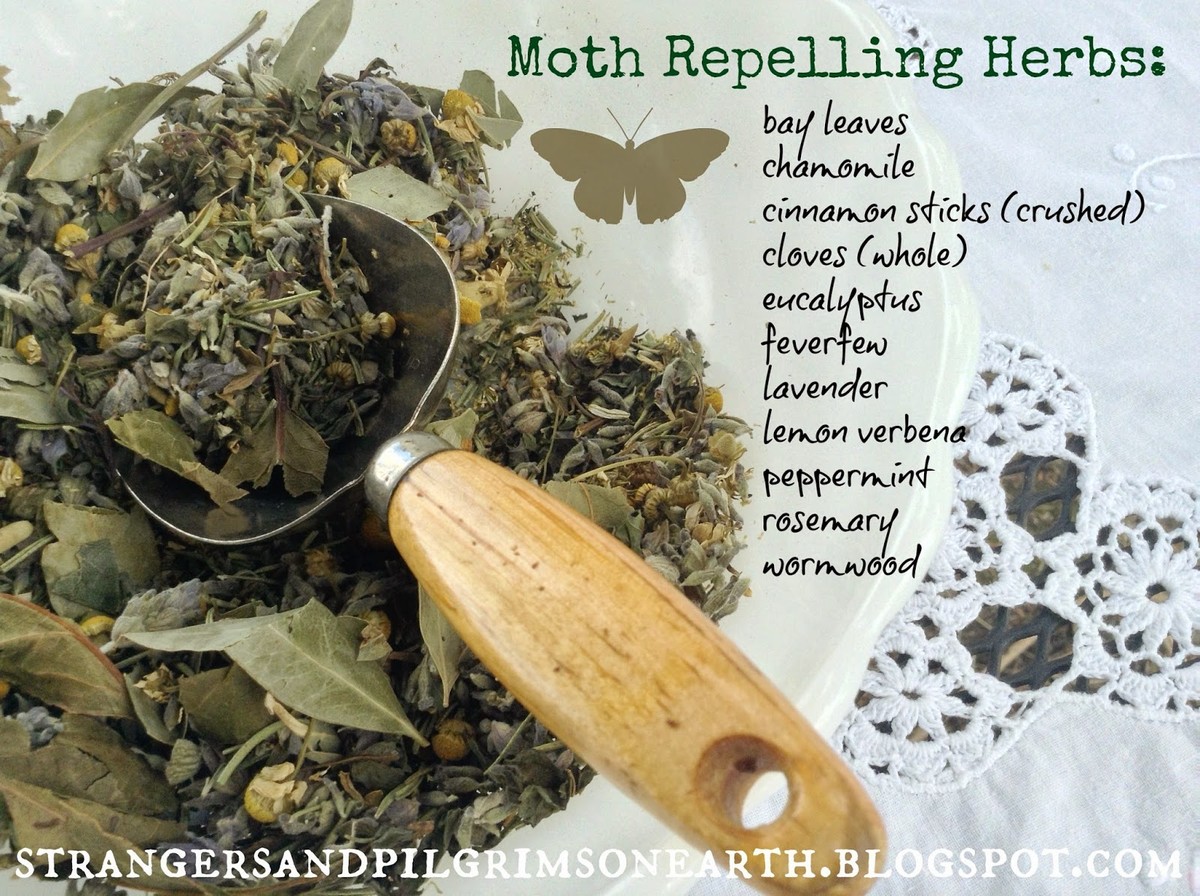 Lorbeerblatt ins Mehl: Der 100 Jahre alte Trick gegen Lebensmittelmotten - image 2