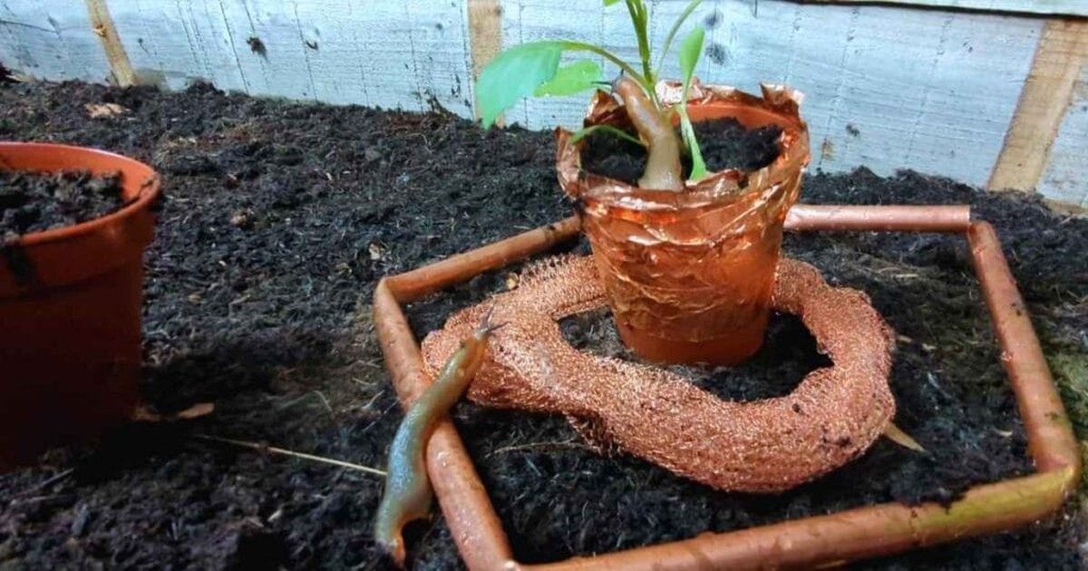 Salz auf dem Balkon – dieser alte Trick vertreibt Schnecken in 3 Tagen - image 2