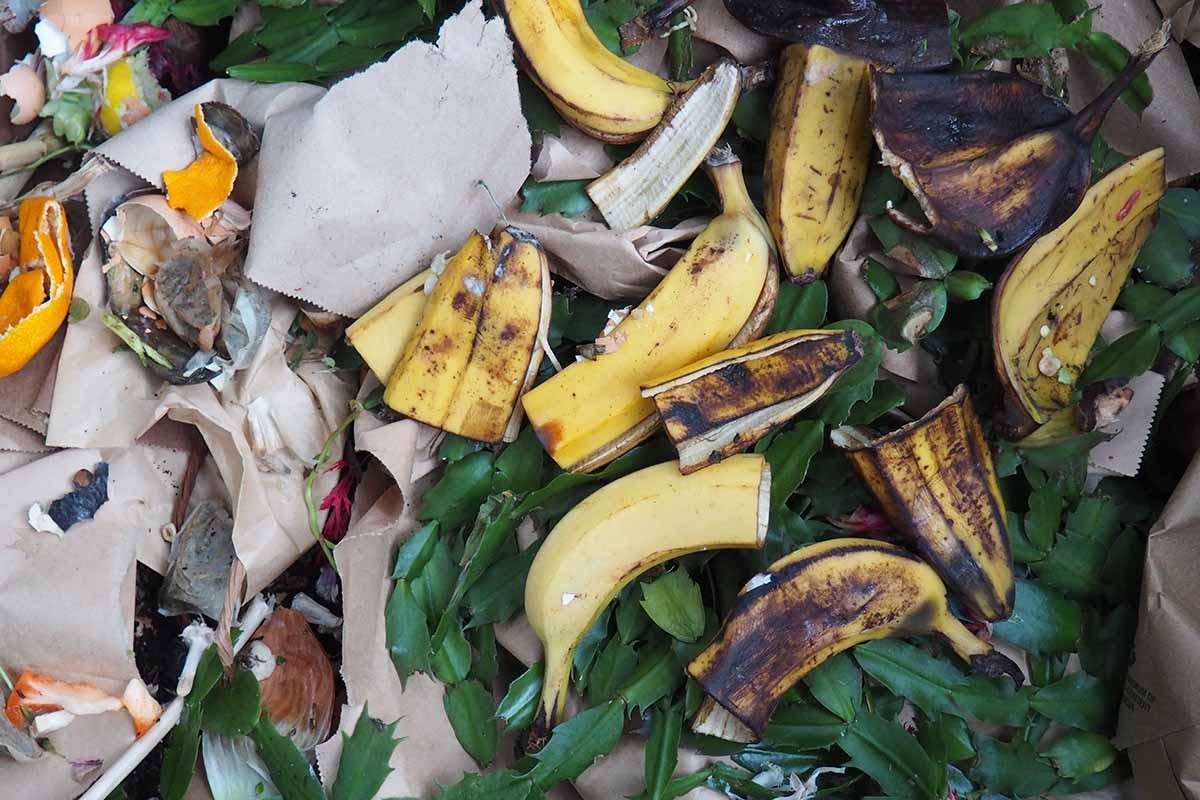 Was Gärtner verschweigen: Warum Bananenschalen in den Blumentopf gehören - image 2
