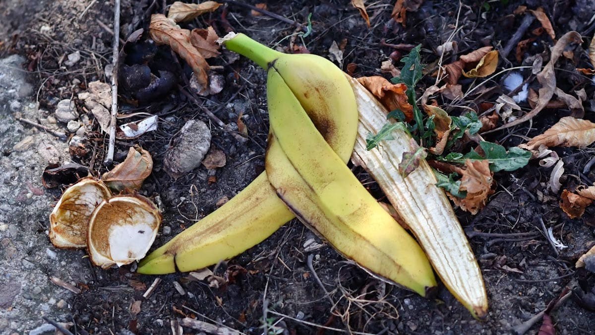 Bananenschalen als Dünger: Was Gärtner seit Jahren wissen - image 2