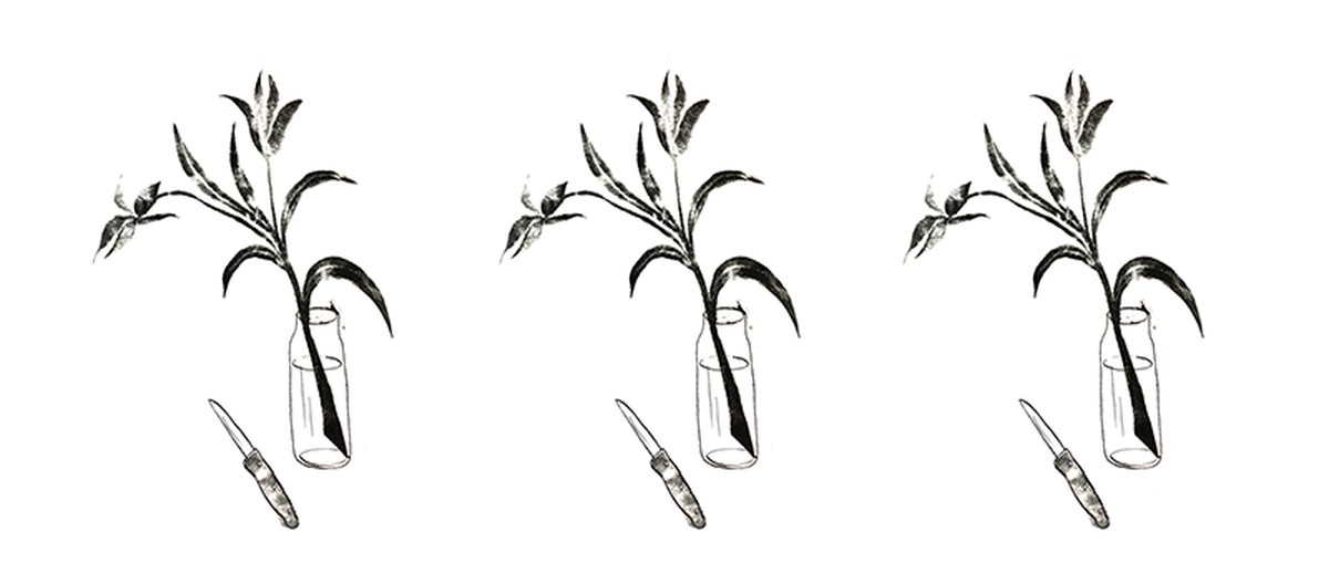 Floristen enthüllen: Darum schneiden Sie Stiele schräg an