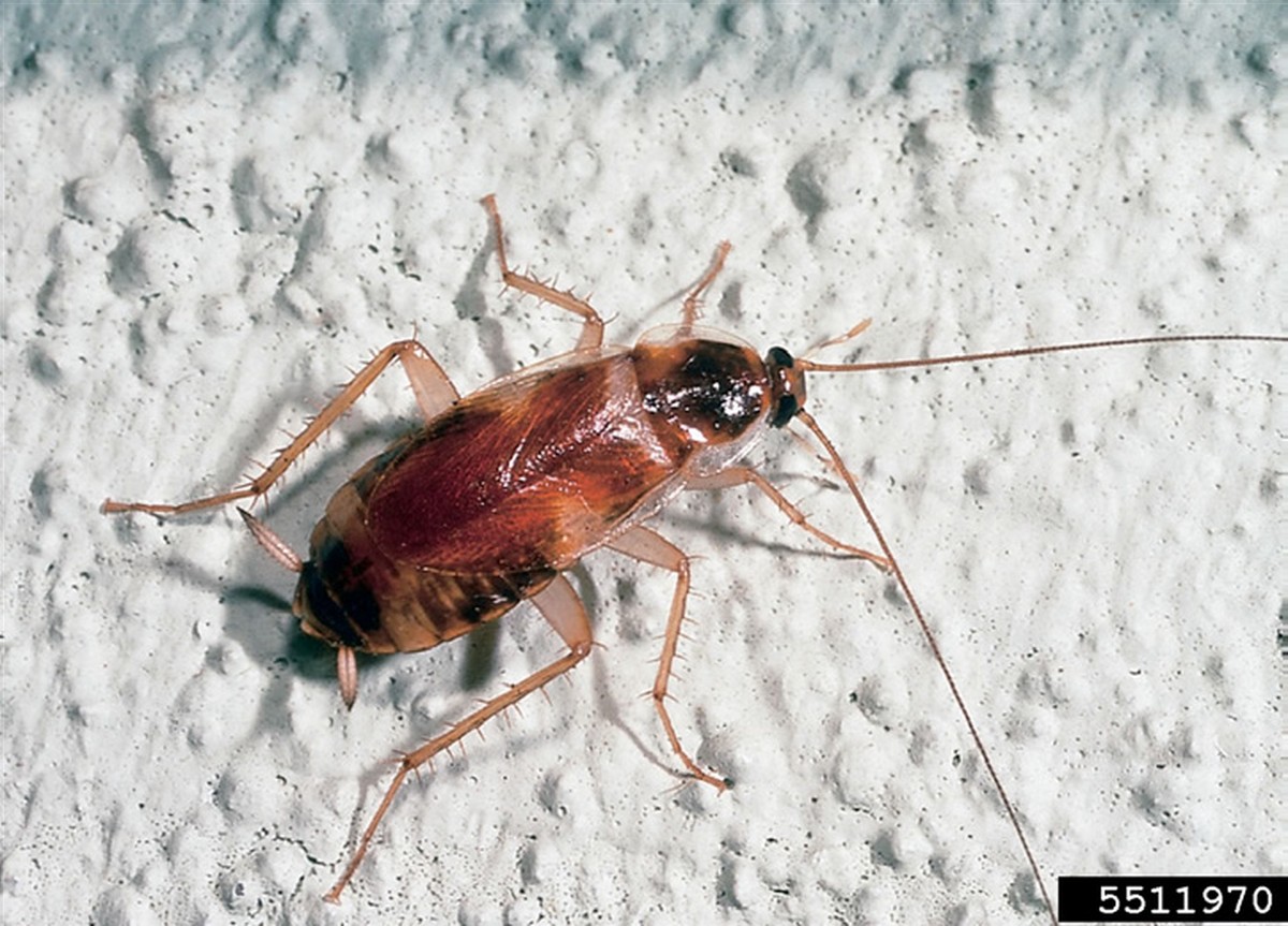 Lorbeerblätter in der Mehlbox – der 100 Jahre alte Schädlingstrick - image 2