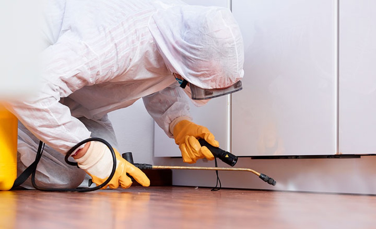 Lorbeerblatt ins Mehl: Der 100 Jahre alte Trick gegen Schädlinge - image 2