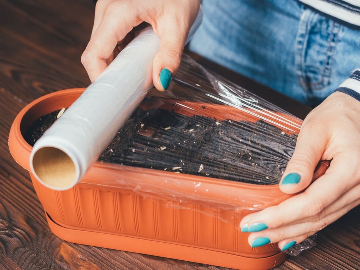 Plastikfolie über die Zimmerpflanze – Das Anti-Staub-Wunder - image 2