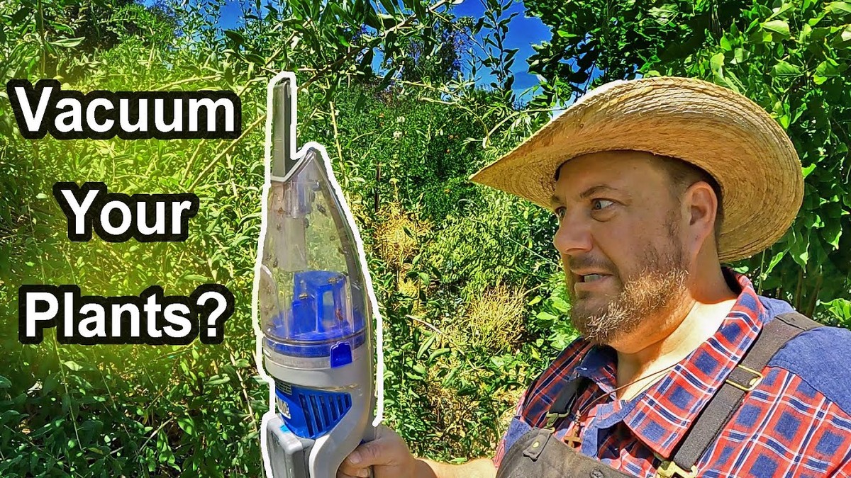 Socken über Staubsaugerrohr: Wie Sie Blattläuse von Pflanzen fangen