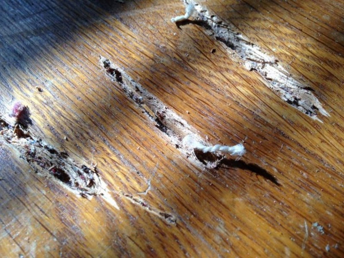 Zahnpasta auf Kratzer im Parkett: die 2-Minuten-Reparatur - image 1