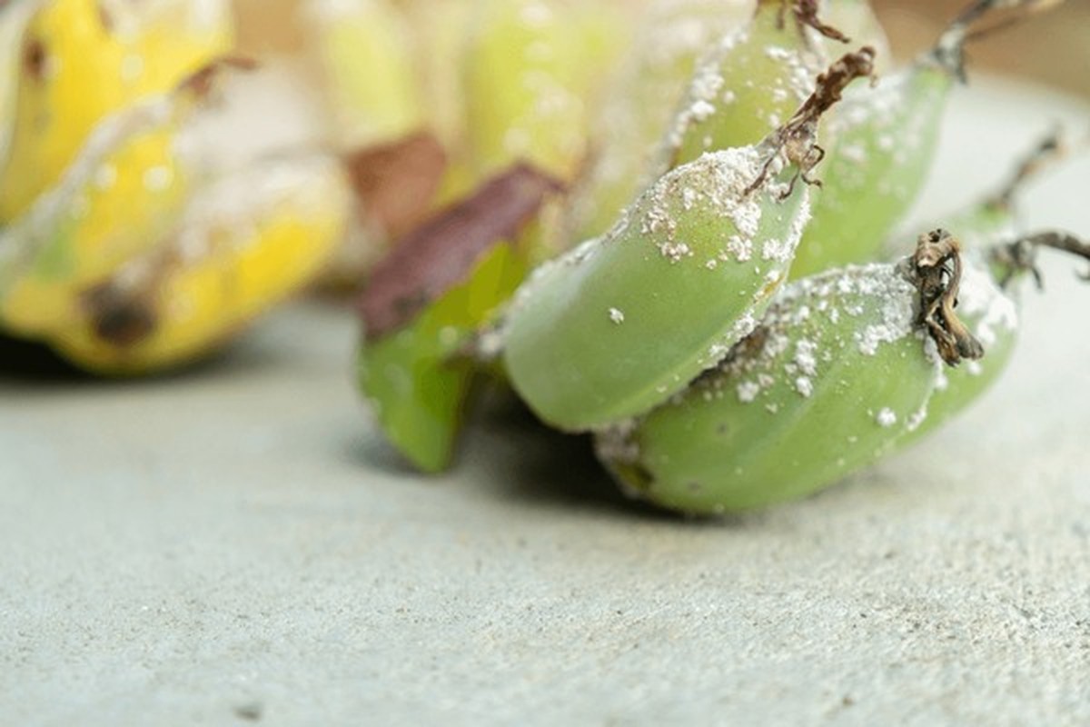 Bananenschale gegen Blattläuse: Das natürliche Pflanzenschutzmittel