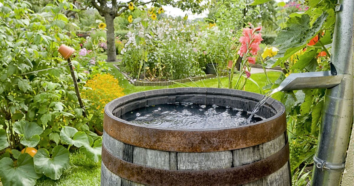 Gärtner enthüllen: Warum Sie niemals Leitungswasser für Orchideen nehmen sollten - image 2