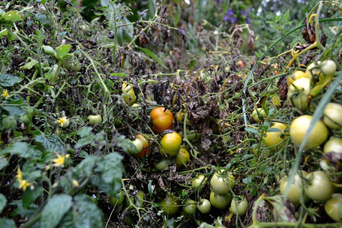 Gärtner verraten: Darum pflanzen sie niemals Tomaten neben Kartoffeln - image 1