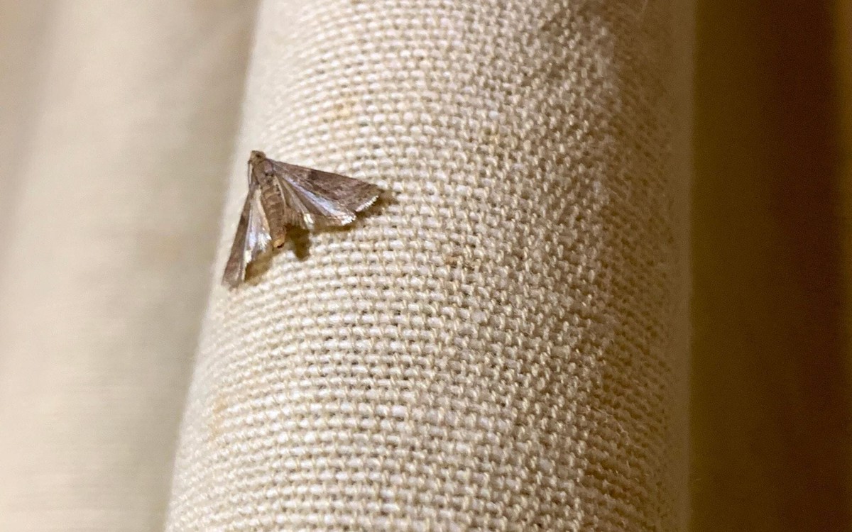 Lorbeerblatt ins Mehl – Das 100-Jahre-alte Geheimnis gegen Ungeziefer - image 1