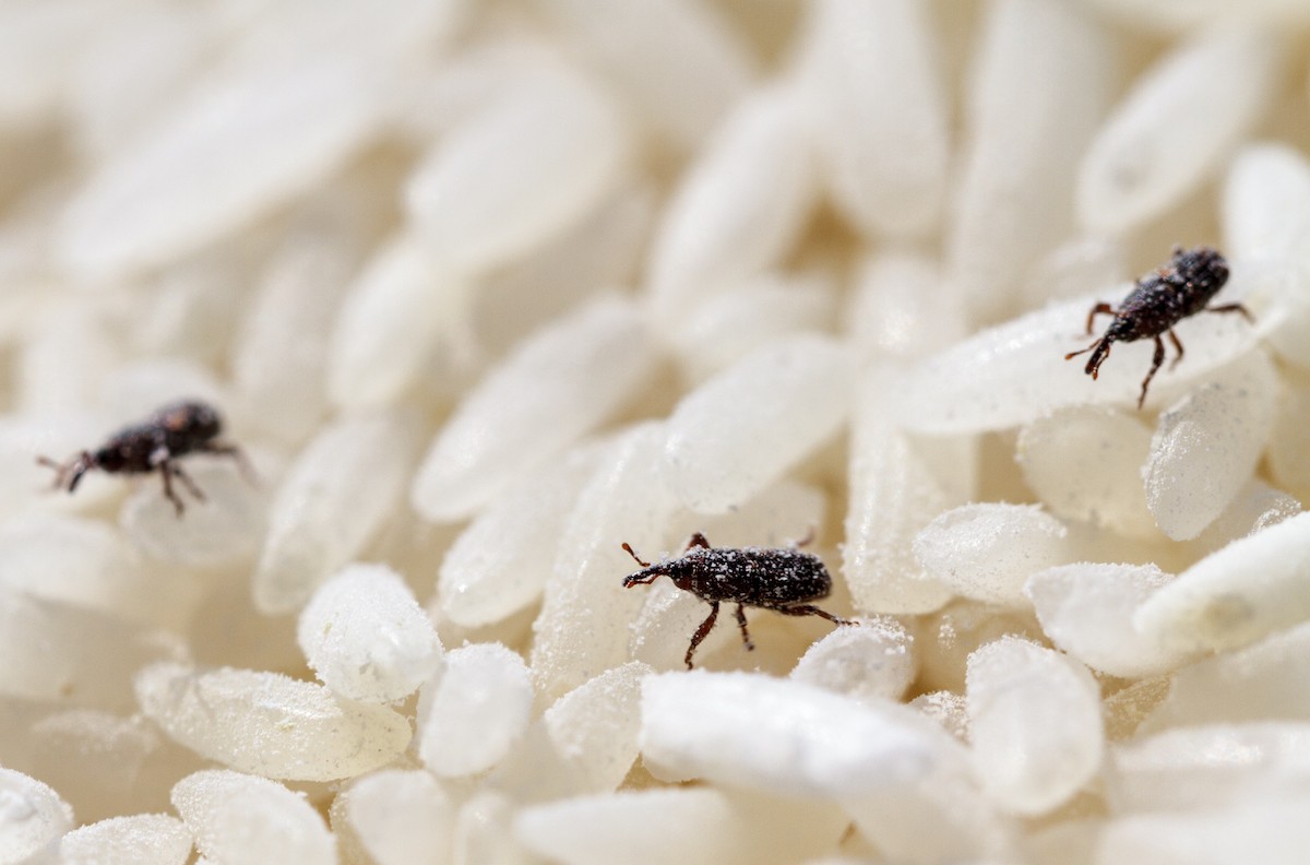 Lorbeerblatt ins Mehl: Das 100 Jahre alte Geheimnis gegen Lebensmittelmotten - image 2