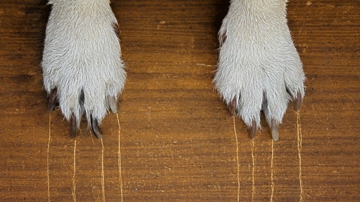 Zahnpasta auf Kratzer: Wie du Möbel in 2 Minuten reparierst - image 2